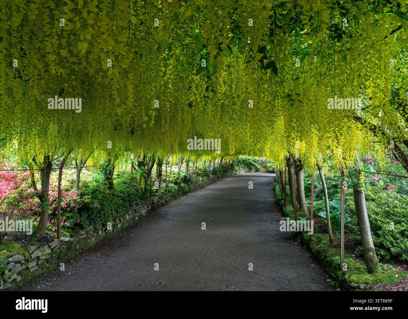 Laburnum-Bäume Stockfoto