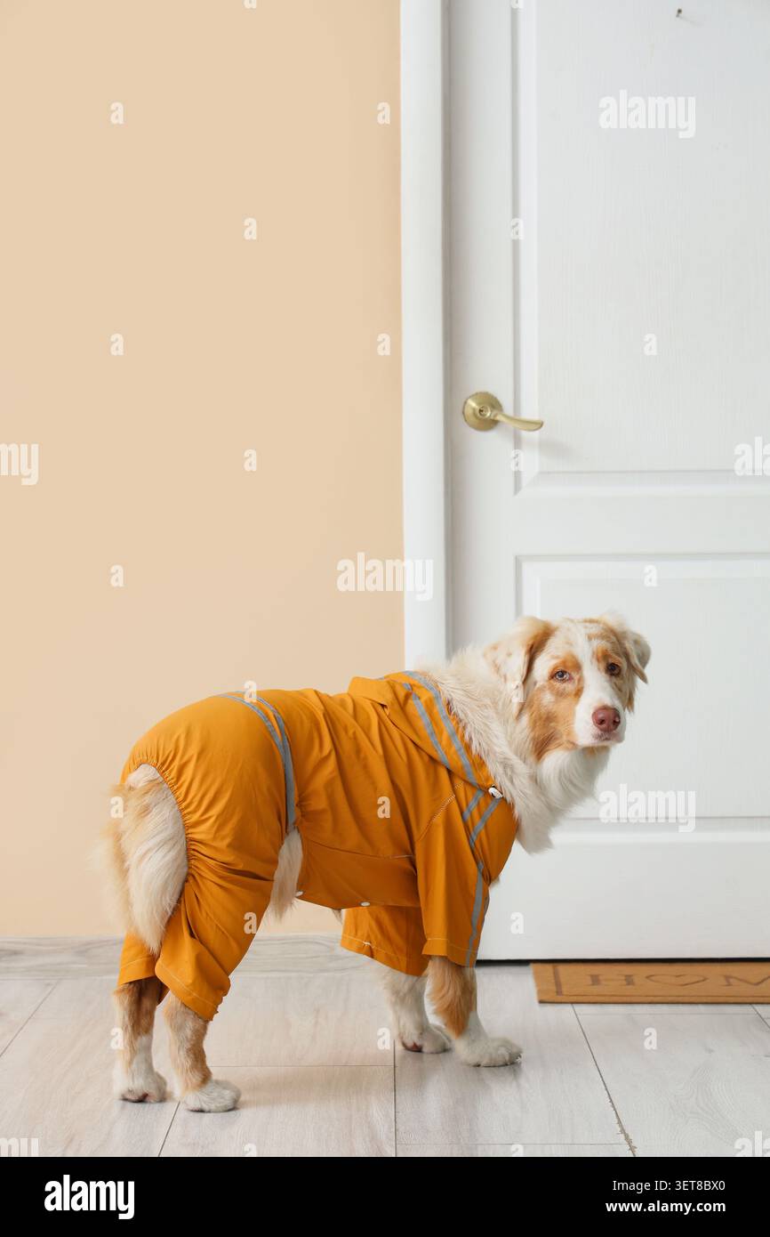 Süßer australischer Schäferhund, der Regenmantel in der Nähe der Tür im Flur trägt Stockfoto
