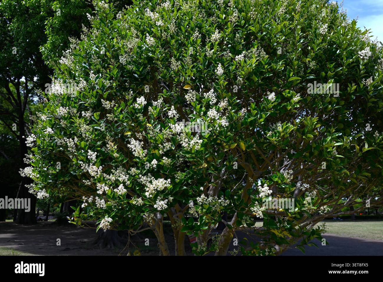 Japanischer Liguster. Immergrüne Oleaceae. Der Unterschied zum chinesischen Liguster besteht darin, dass die Frucht oval und die Blattadern nicht durchscheinend sind. Stockfoto