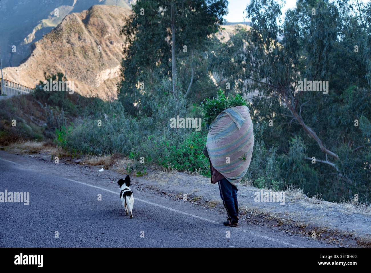 Cotahuasi, Arequipa, Peru, 20. Mai 2026: Bewohner der Stadt, begleitet von seinem Haustier, das eine Decke mit Luzerne auf dem Rücken trägt, hält an, um sich auszuruhen. Stockfoto