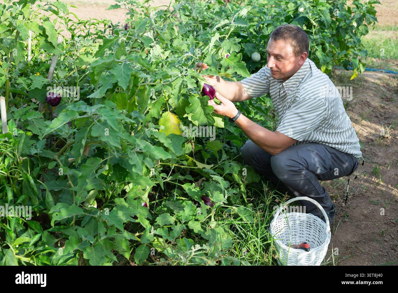 Interessierter Gärtner überprüft die Ernte von Auberginen im Gemüsebeet Stockfoto