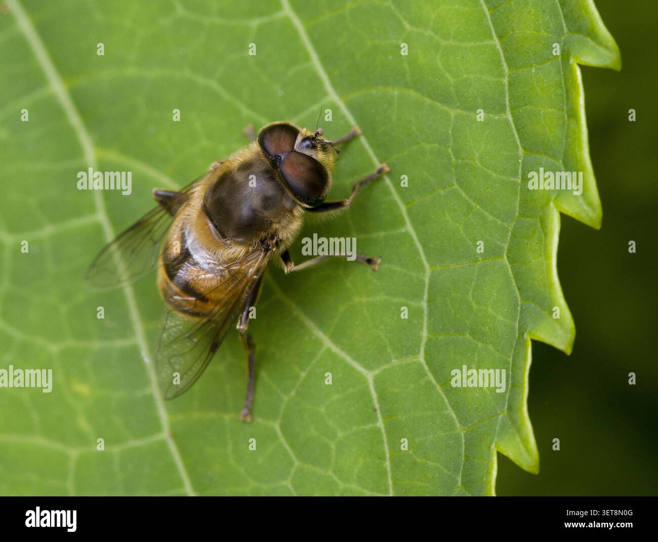 Gemeinsamen Drohne fliegen Eristalis tenax Stockfoto