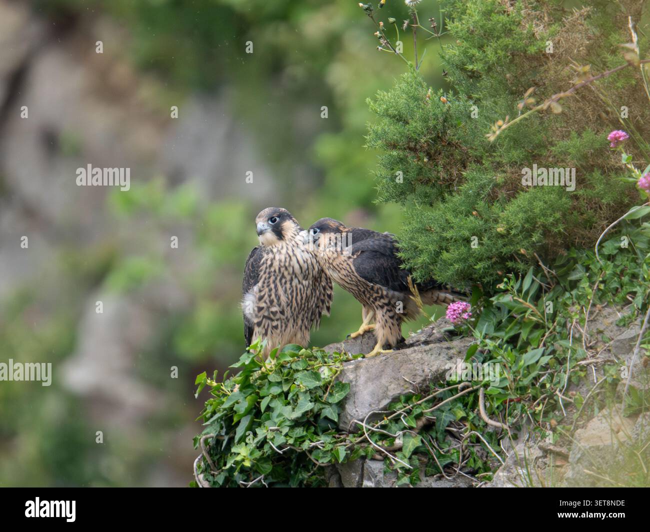 Zwei junge Pergrine - Falken zusammen auf einer Klippe in der Avon - Schlucht Bristol UK [ falco peregrinus ] Stockfoto