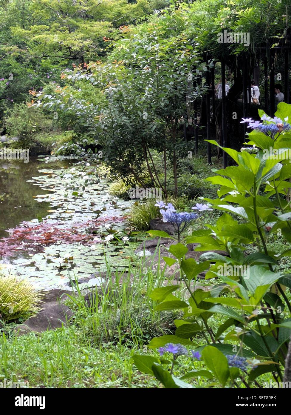 Japan. Juni. Im Park. Stockfoto