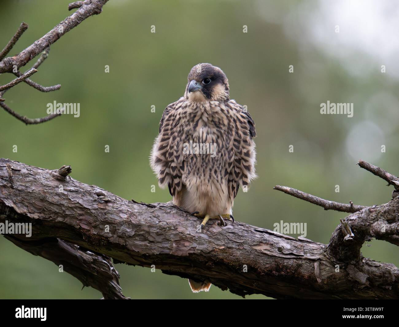 Junger Wanderfalke in einem Baum in der Avon-Schlucht Bristol UK [Falco peregrinus] Stockfoto