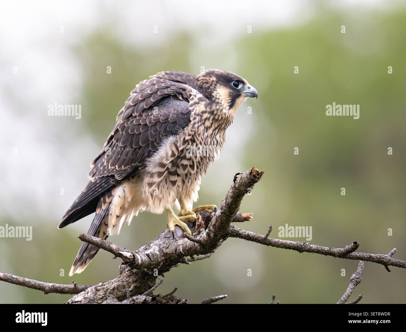 Junger Wanderfalke in einem Baum in der Avon-Schlucht Bristol UK [Falco peregrinus] Stockfoto