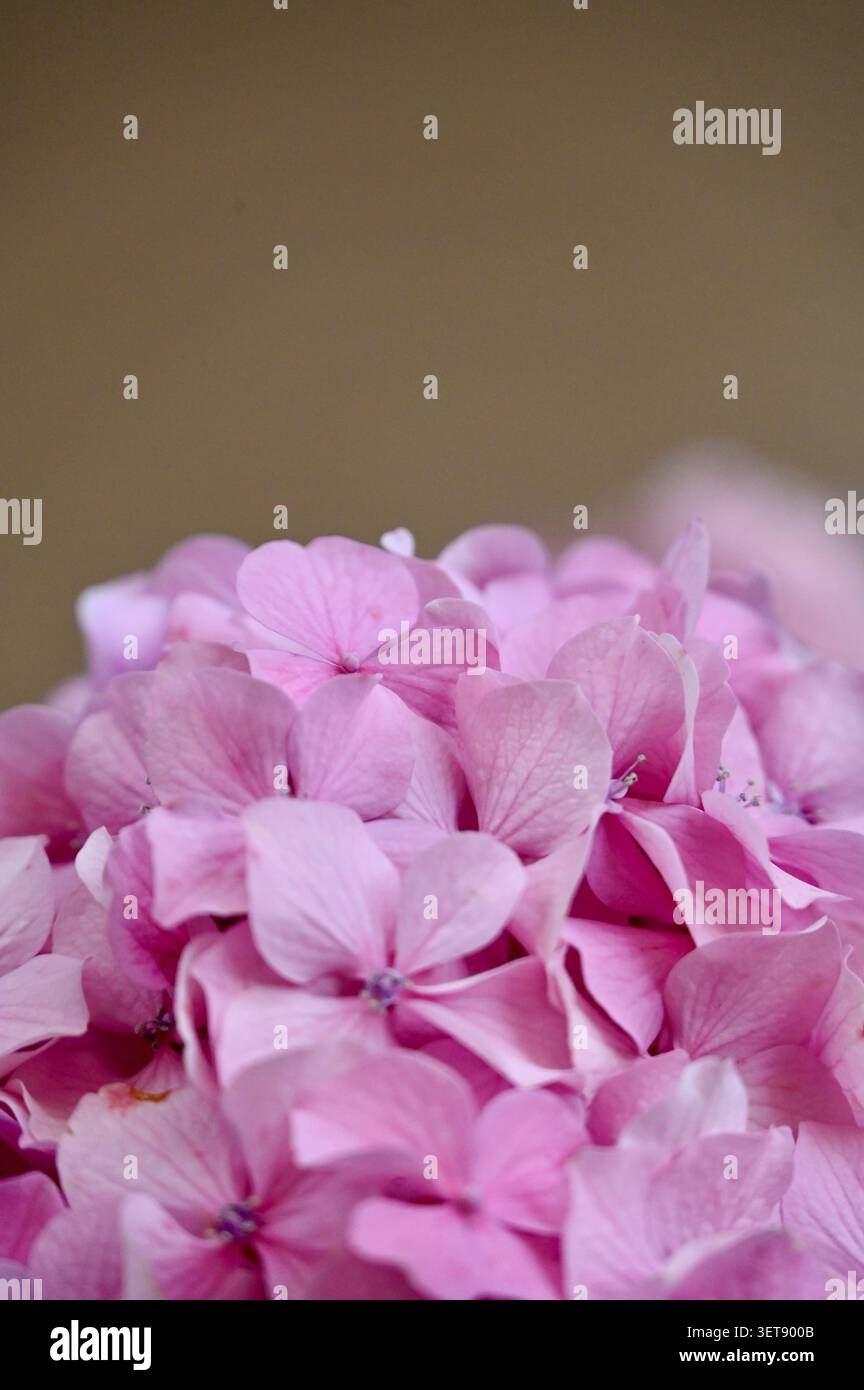 Eine wunderschöne vertikale Makroaufnahme mit einer engen Vollformatkomposition aus leuchtenden rosa Hortensie-Blütenblättern in voller Blüte. Stockfoto