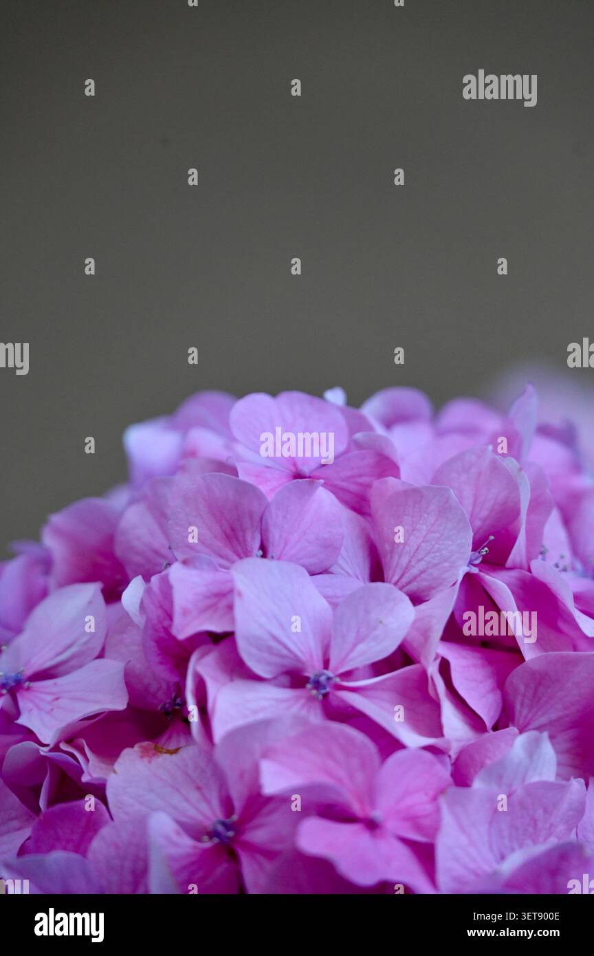 Eine wunderschöne vertikale Makroaufnahme mit einer engen Vollformatkomposition aus leuchtenden rosa Hortensie-Blütenblättern in voller Blüte. Stockfoto