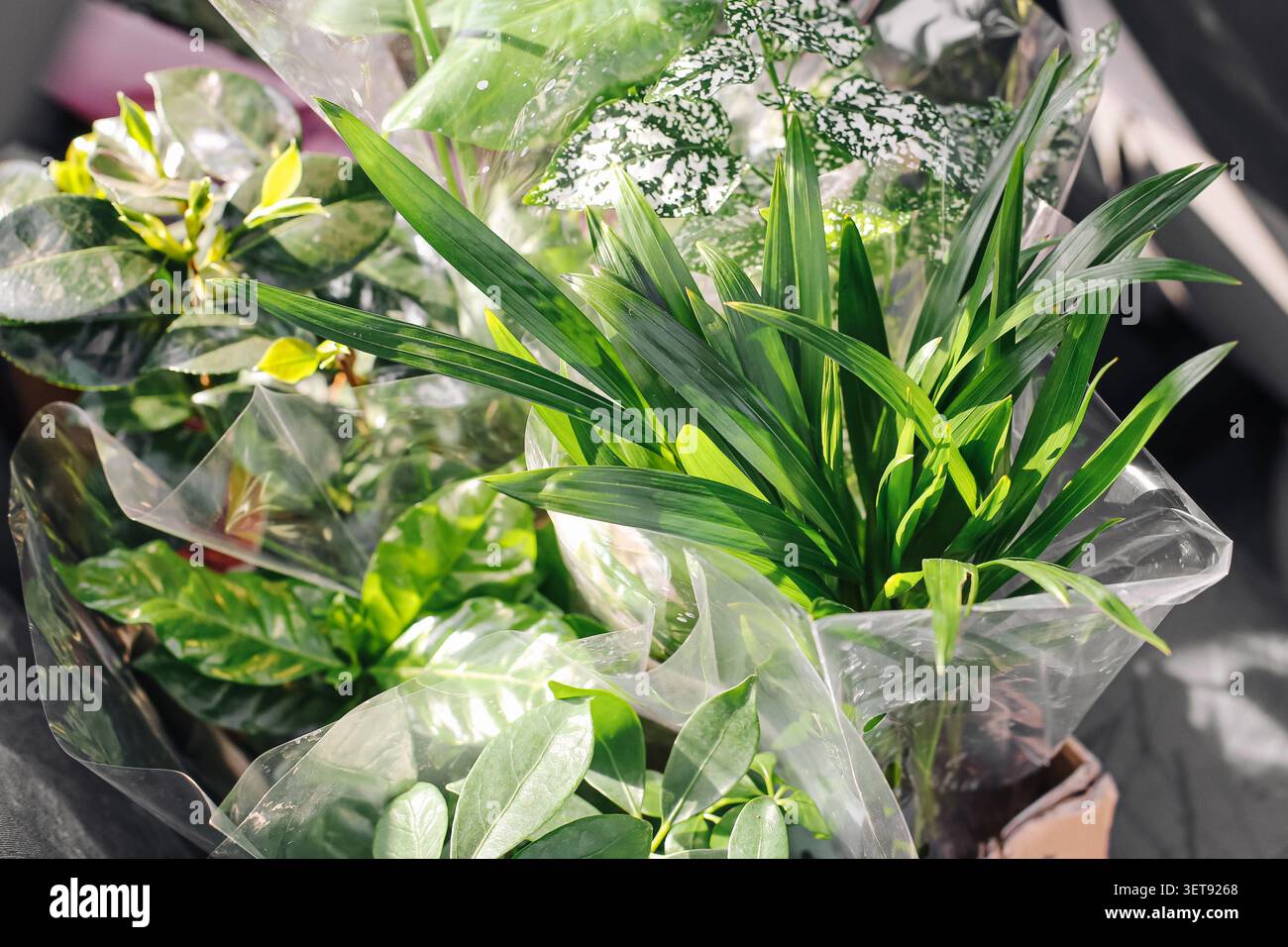 Grüne Zierpflanzen, verpackt zum Verkauf im Gartencenter. Indoor Plant Hintergrund für Heimdekoration Garten und Innenarchitektur. Stockfoto