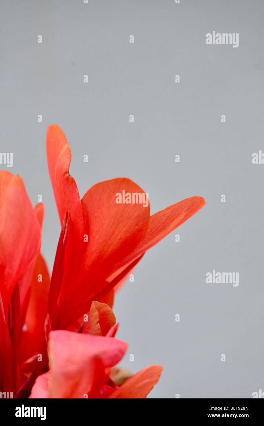 Eine wunderschöne vertikale Nahaufnahme, die eine leuchtende, korallenorangene Cannabislilienblüte auf einem Stiel zeigt. Stockfoto