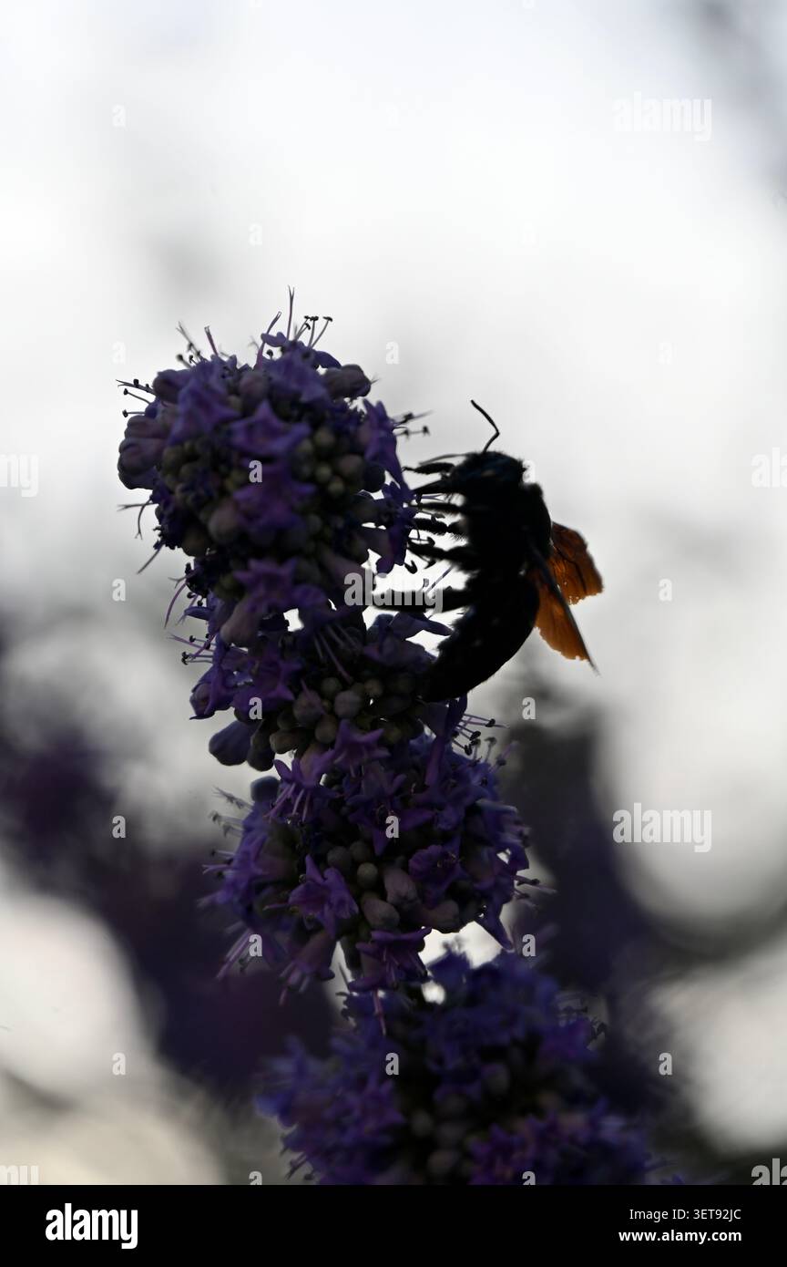 Eine faszinierende vertikale Makroaufnahme, die eine massive violette Tischlerbiene auf der Suche nach einer leuchtenden violetten Kastebeerblüte fokussiert. Stockfoto