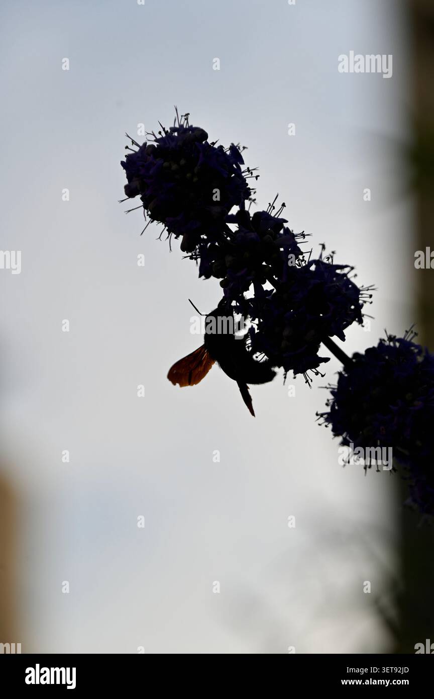 Eine beeindruckende vertikale Nahaufnahme zeigt die dramatische Silhouette einer großen Tischlerbiene (Xylocopa violacea) auf einem blühenden lila Vitex Stockfoto