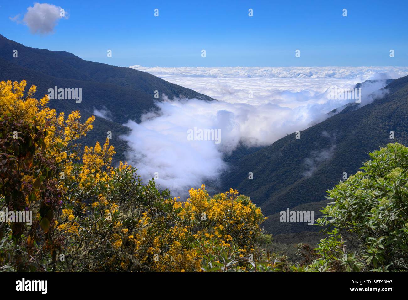 Peruanischer Wolkenwald auf den Andenhängen, bedeckt von einer Decke aus Wolken und Nebel in den Schluchten aus einer höheren Höhe, Peru. Stockfoto