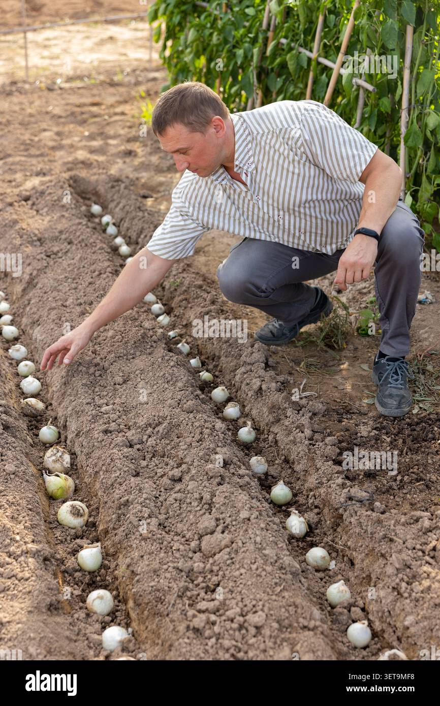 Erwachsene Mann, der Zwiebeln im heimischen Gemüsegarten anpflanzt Stockfoto