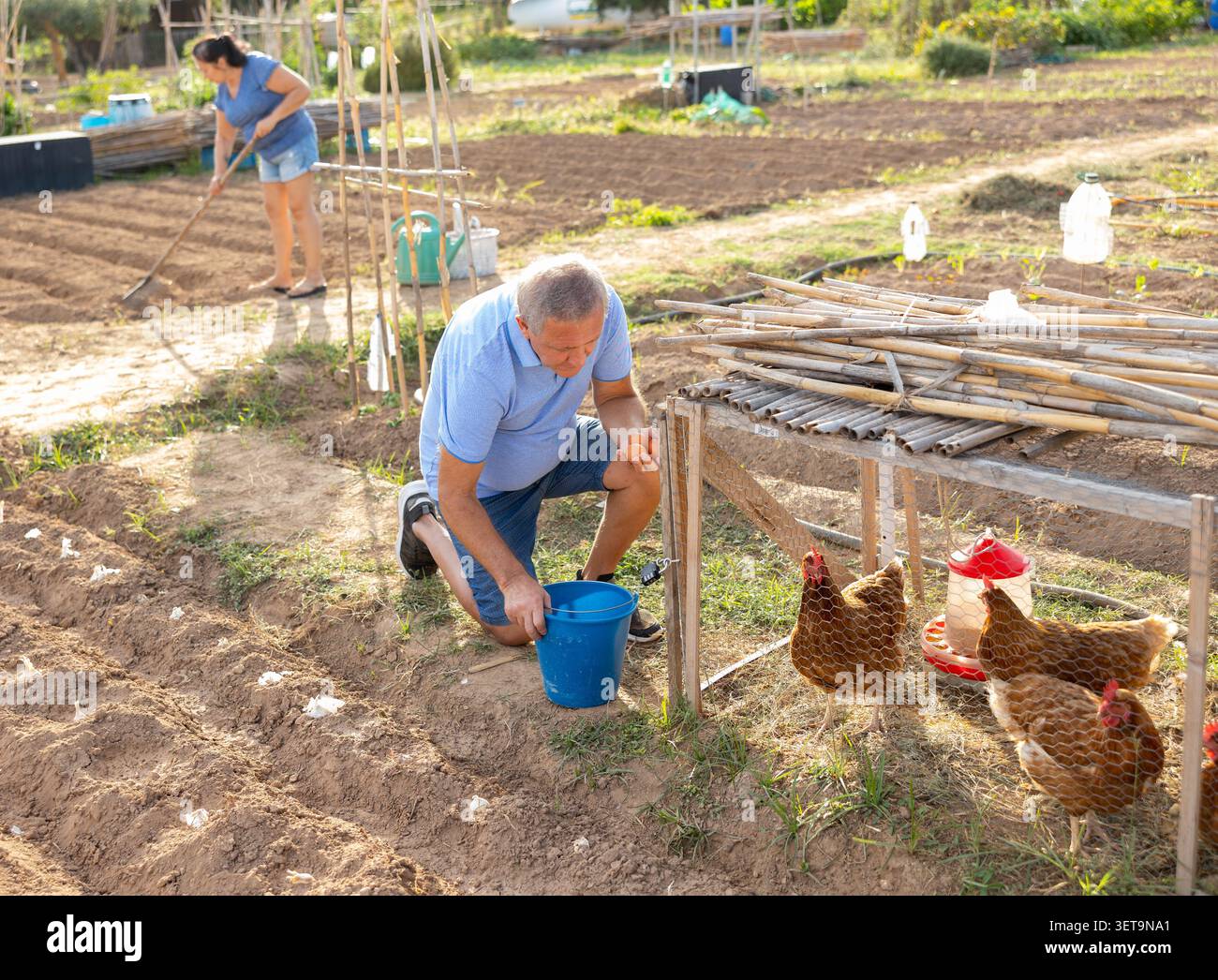 Männlicher Bauer sammelt Hühnereier in Hühnerstall im Freien Stockfoto