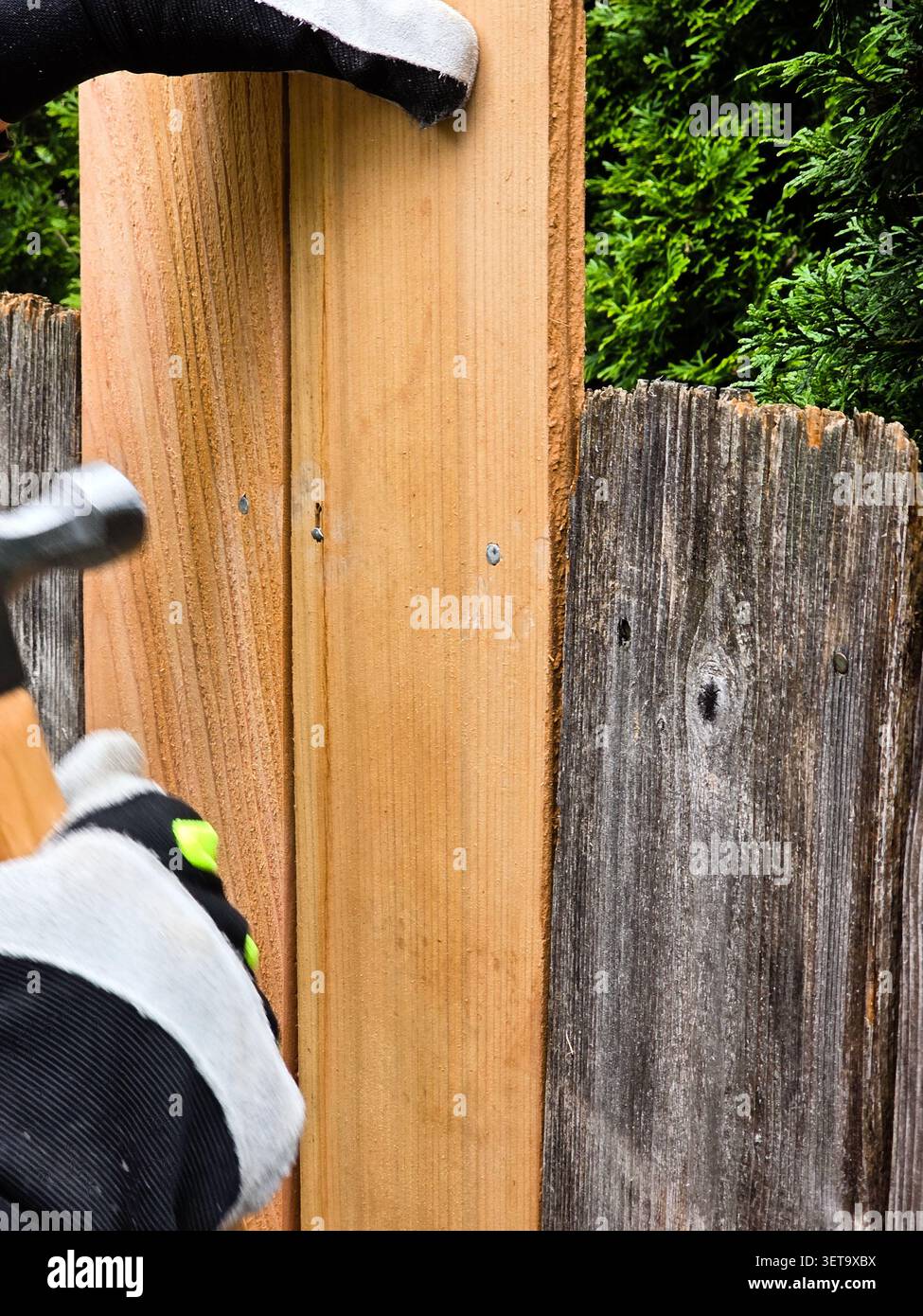 Installation neuer Holzzaun-Bretter mit Hammer während der Reparatur des Hinterhof-Zauns Stockfoto