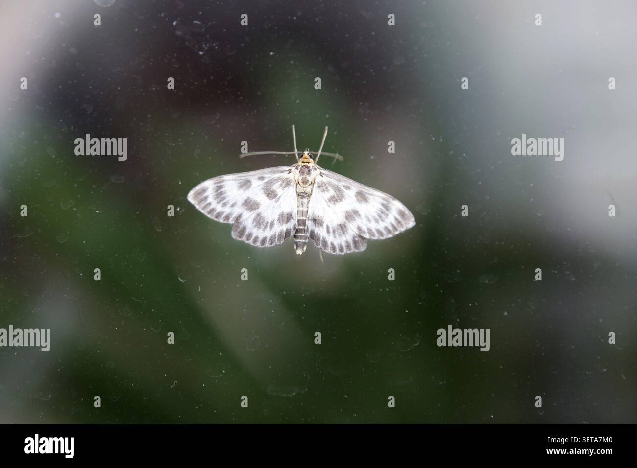 Brennnesselmotte (Anania hortulata), Motte, das Insekt hat seine hübschen Flügel ausgebreitet Stockfoto