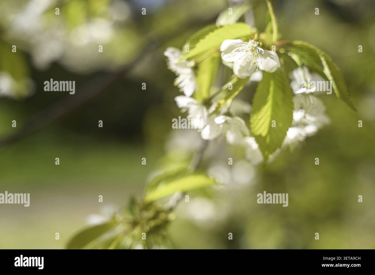 Zarte weiße Blüten auf einem Frühlingsbaumzweig mit verschwommenem grünem Hintergrund. Konzept der saisonalen Blüte, Makrobotanische Ästhetik und heiteres gar Stockfoto