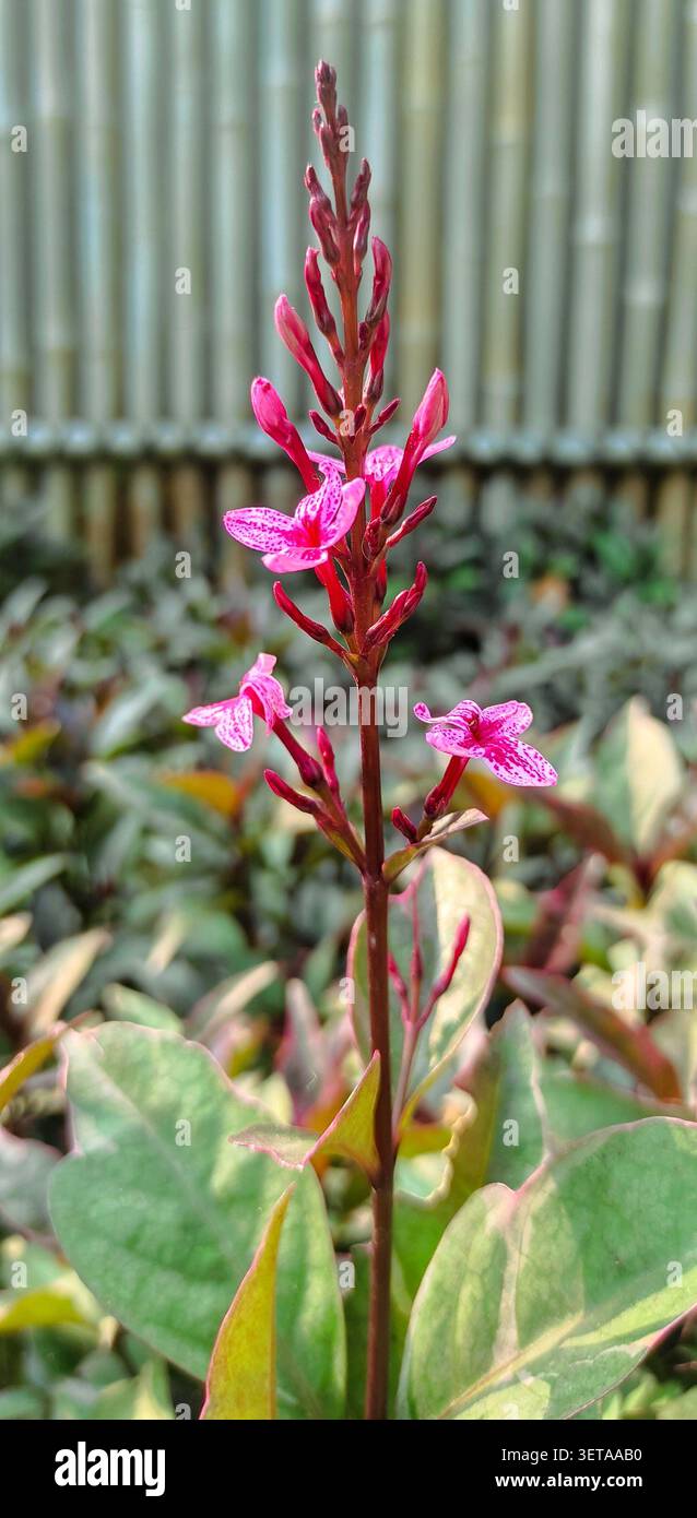 Vor einem verschwommenen Zaun steht ein schlanker Pseuderanthemenblütenstab mit zarten rosa sternförmigen gepunkteten Blüten und dunkelroten Knospen. Stockfoto