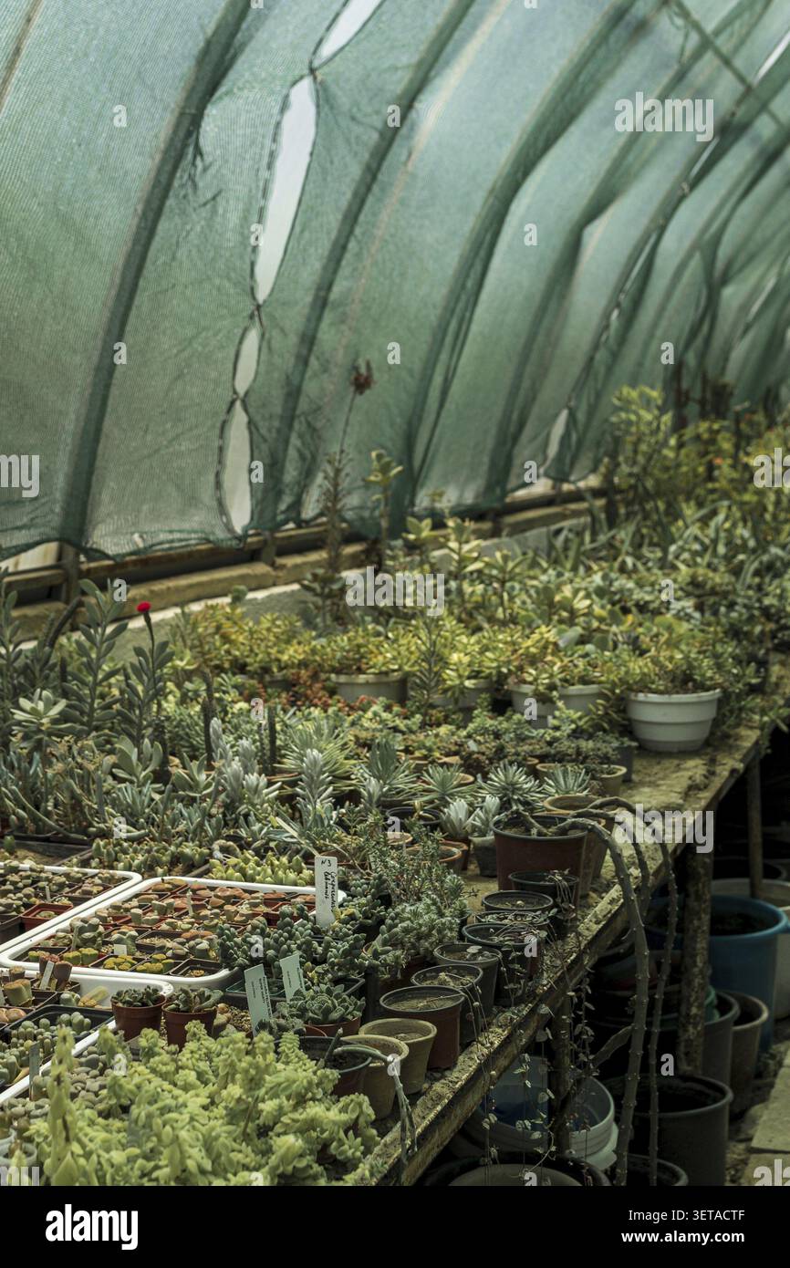 Gewächshausgebäude mit tropischen Pflanzen. Kakteen und Sukkulenten werden in Gewächshäusern angebaut. Kakteen in Töpfen sind in den Regalen. Vertikales Foto. Tropische Seite Stockfoto