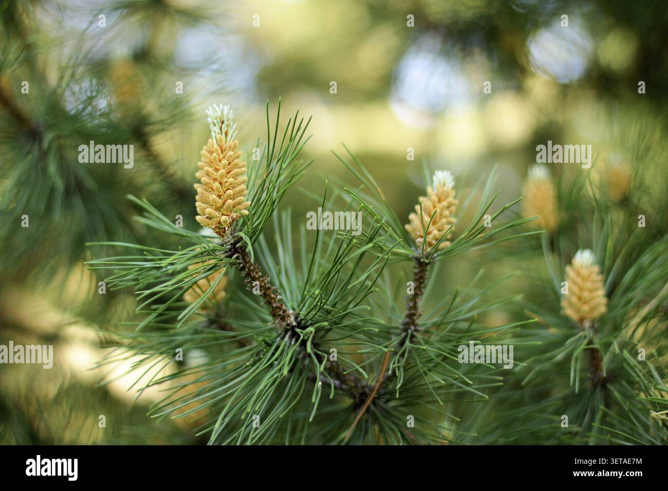 Kiefernknospen im Frühjahr. Blühende Kiefernäste. Junger Kiefernzapfen Stockfoto