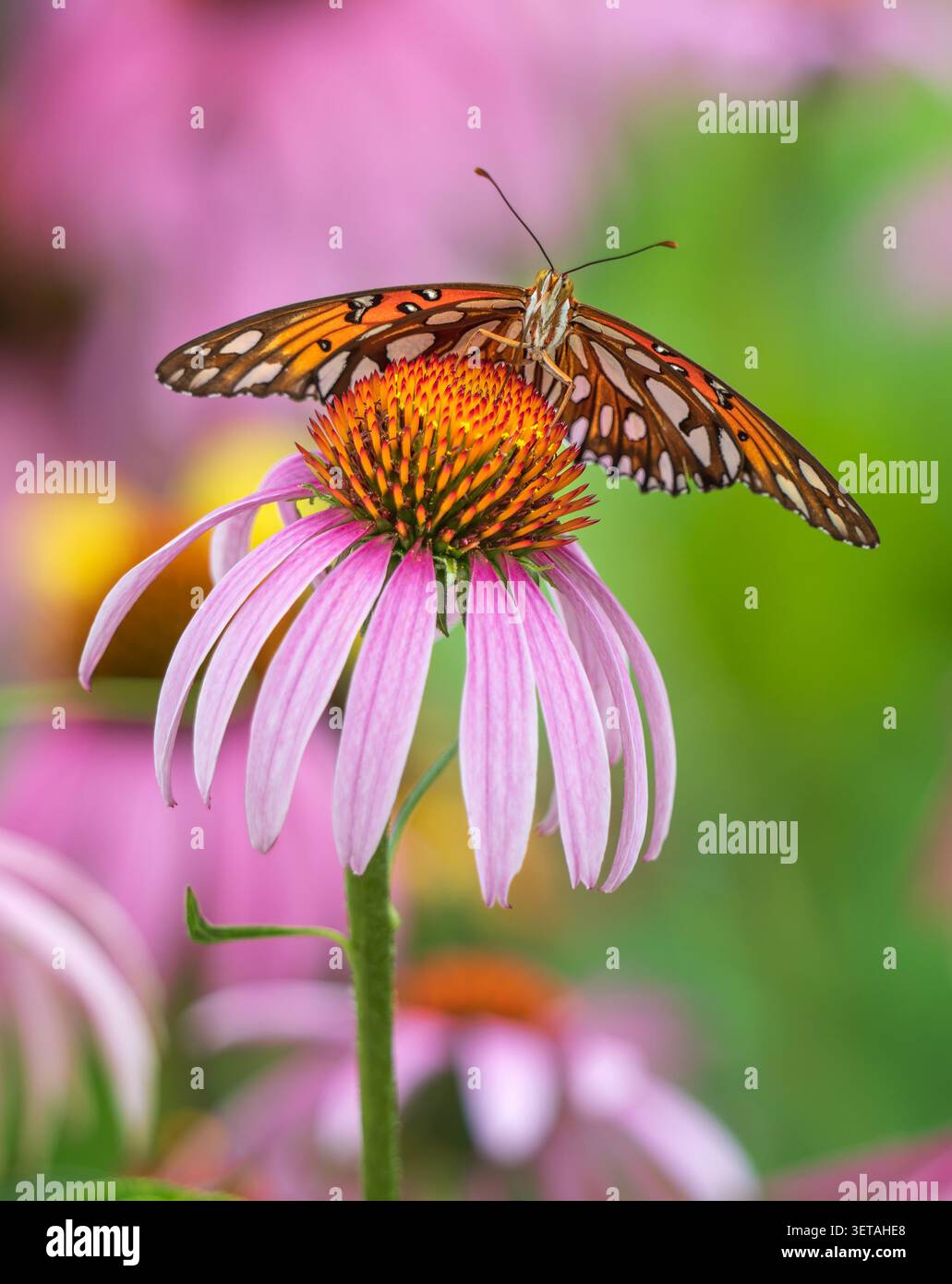 Der Golf Fritillary Schmetterling (Agraulis vanillae) ernährt sich von Purple Coneflower im Schmetterlingsgarten. Nahaufnahme. Vorderansicht. Stockfoto