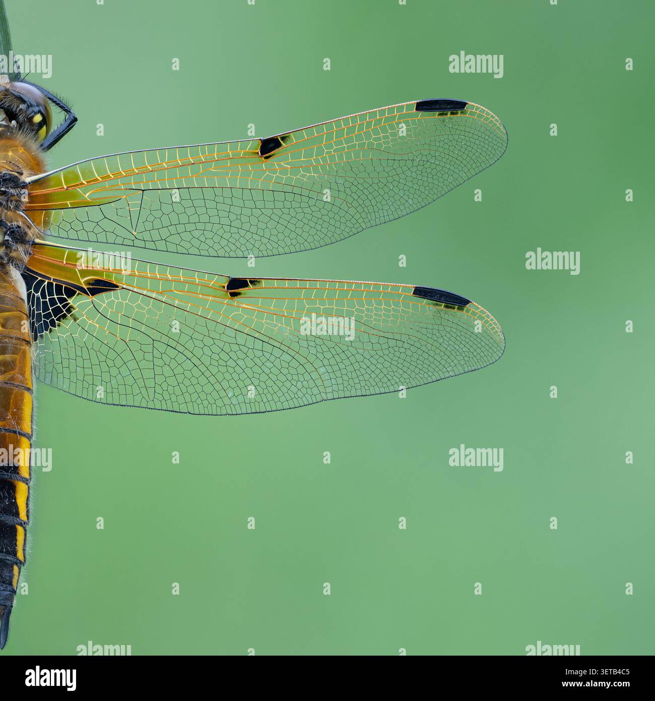 Vierfleckiger Chaser (Libellula quadrimaculata), Somerset, Großbritannien Stockfoto