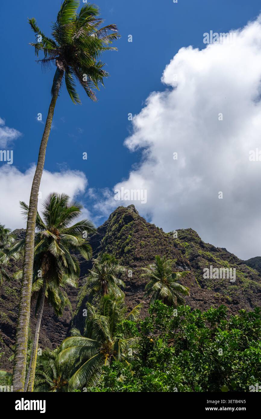 Ein üppiger Dschungelpfad durch das Hakaui-Tal, Nuku Hiva, die Marquesas-Inseln und Französisch-Polynesien. Majestätische Basaltklippen und dichte Vegetation umgeben die Tra Stockfoto
