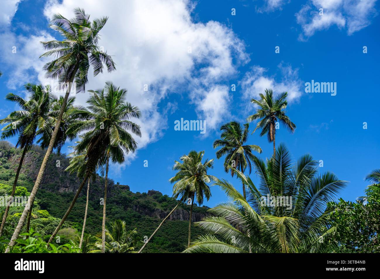 Ein üppiger Dschungelpfad durch das Hakaui-Tal, Nuku Hiva, die Marquesas-Inseln und Französisch-Polynesien. Majestätische Basaltklippen und dichte Vegetation umgeben die Tra Stockfoto