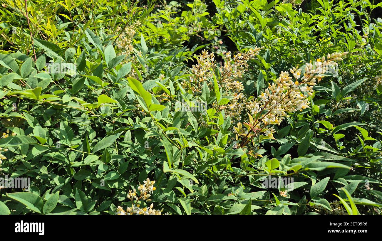 Nahaufnahme der geöffneten weißen Blumen mit gelben Antheren auf einer Himmelsblüte Stockfoto