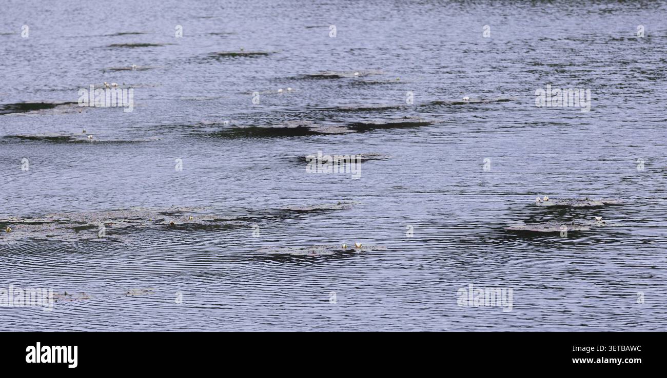 Ruhige Seenoberfläche mit schwimmenden Lilienpads und kleinen weißen Seerosen. Sanfte Wellen, dezente Reflexe und gedämpfte Blautöne sorgen für einen minimalen Eindruck Stockfoto