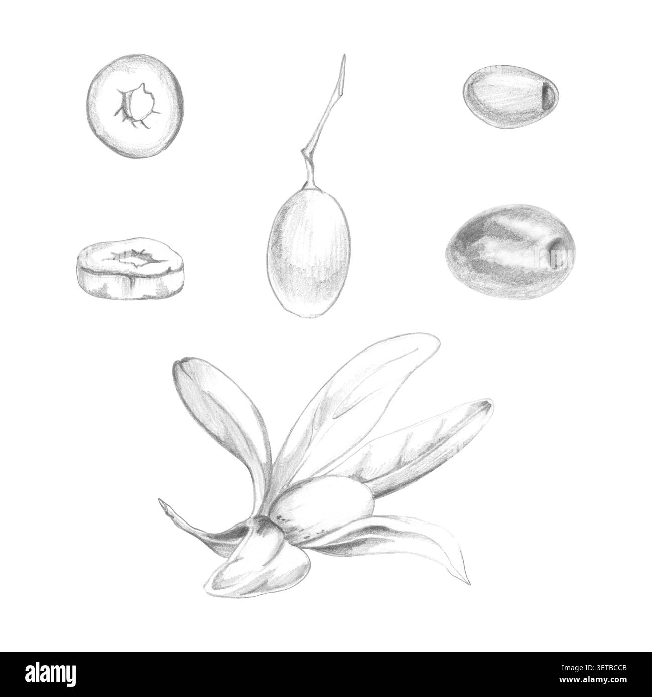 Mediterraner Olivenzweig, elegantes Laub, reife Früchte, in Scheiben geschnitten und ganz. Handgezeichnete Bleistiftabbildung. Bio-Produktetiketten, botanisch Stockfoto
