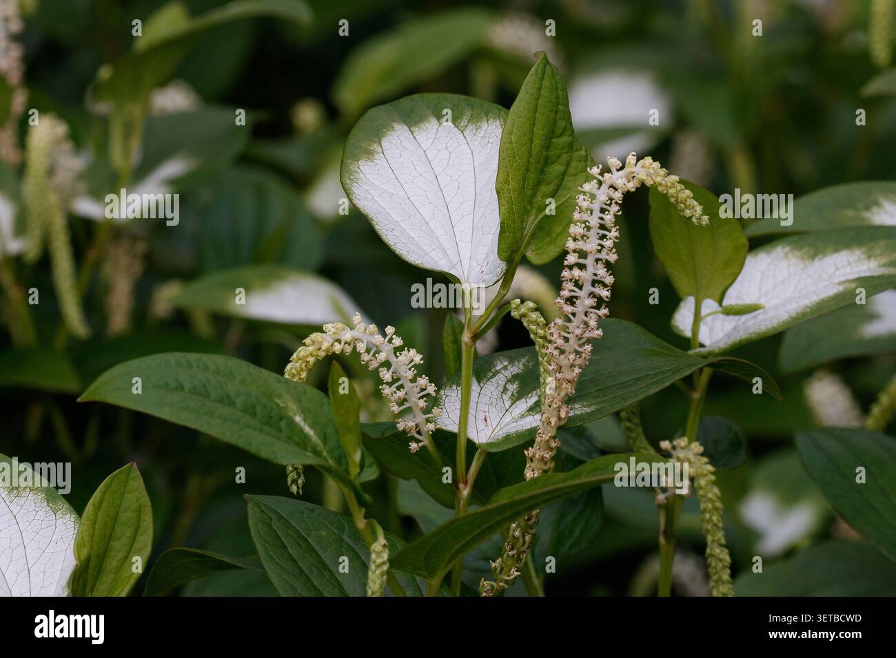 Asiatische Echsenschwanzpflanzen (Saururus chinensis) in einem Park in Kanagawa, Japan. Stockfoto