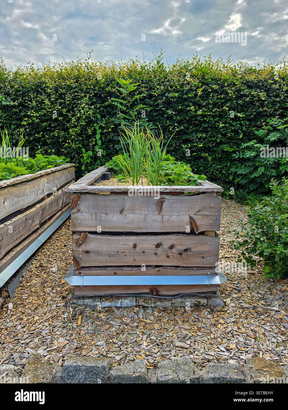 Hölzernes Hochgartenbett mit wachsendem Gemüse in einem nachhaltigen Garten im Hinterhof Stockfoto