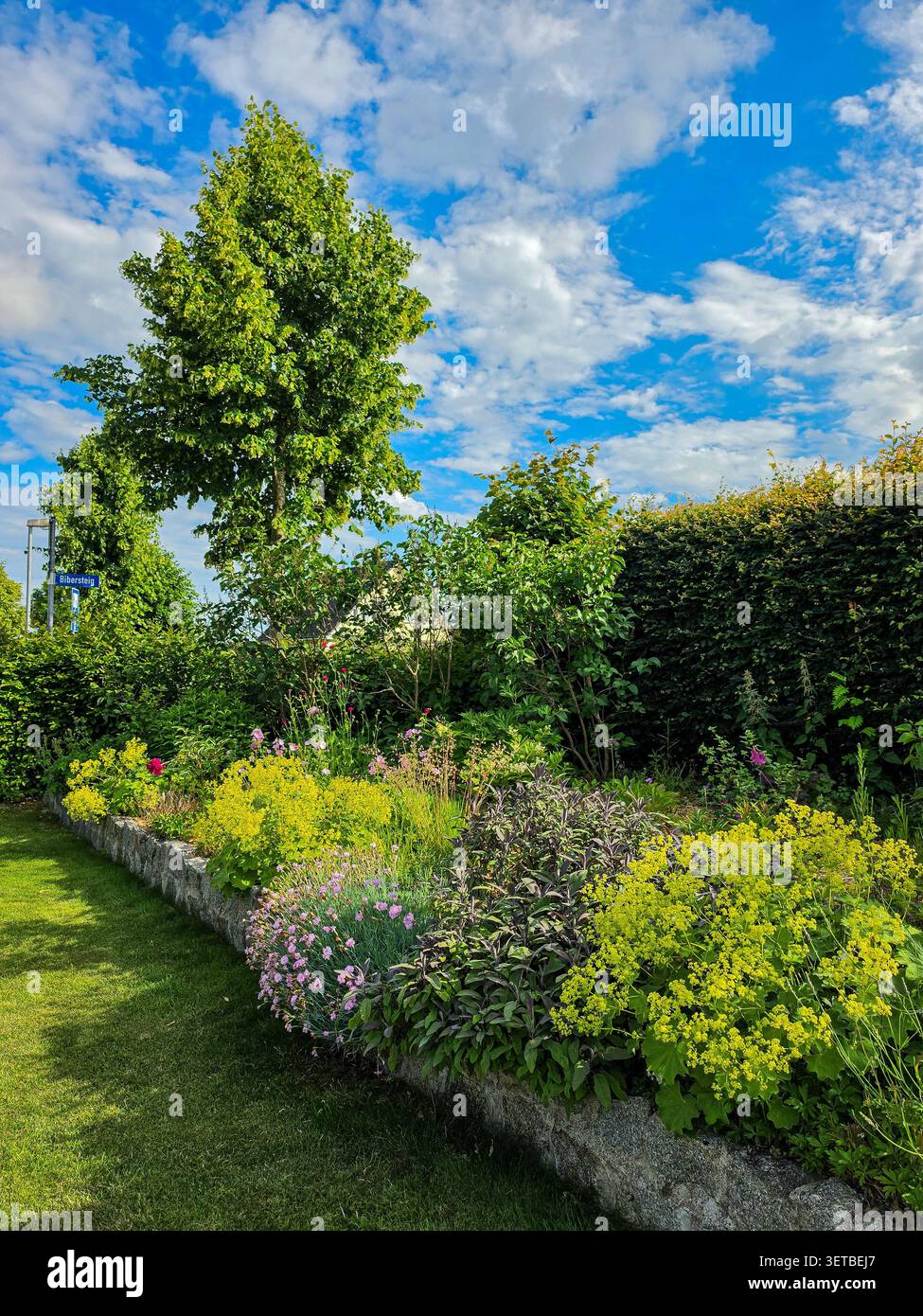 Farbenfrohe Blumengrenze mit blühenden Gartenpflanzen und grünem Baum unter dem blauen Sommerhimmel Stockfoto