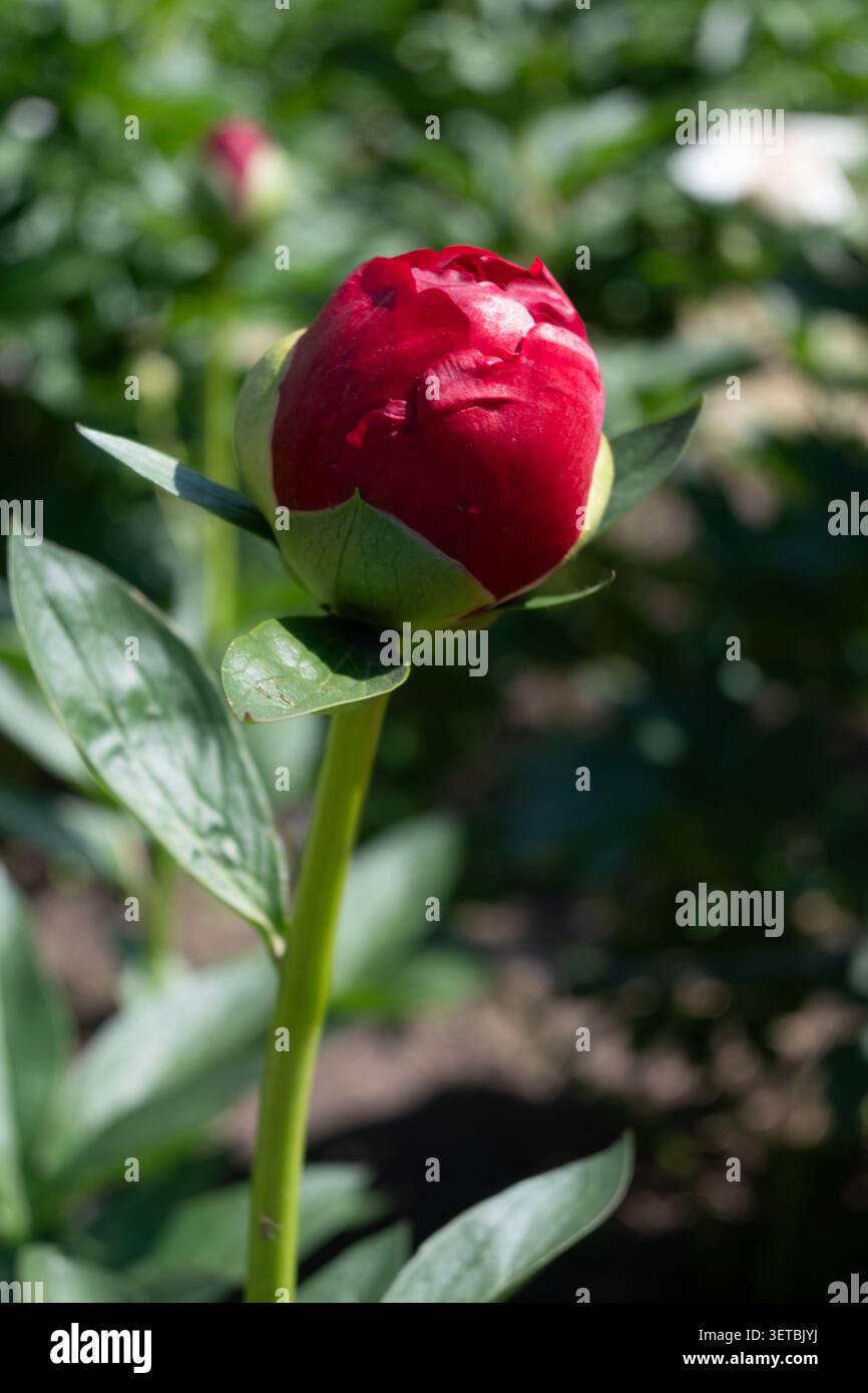 Vertikales Makro einer geschlossenen dunkelroten Pfingstrosenknospe mit grünen Sepalen. Ideal für Blumenbewuchs, stimmungsvolle Gartenfotografie und elegante botanische Kunst Stockfoto