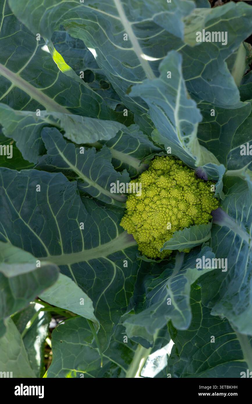 Frischer Romanesco-Brokkoli, der auf der Pflanze wächst Stockfoto