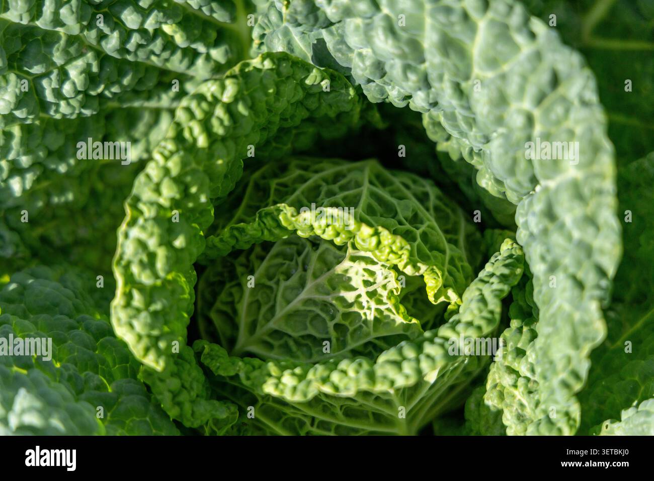 Strukturierte grüne Blätter eines savoyenkohls Stockfoto