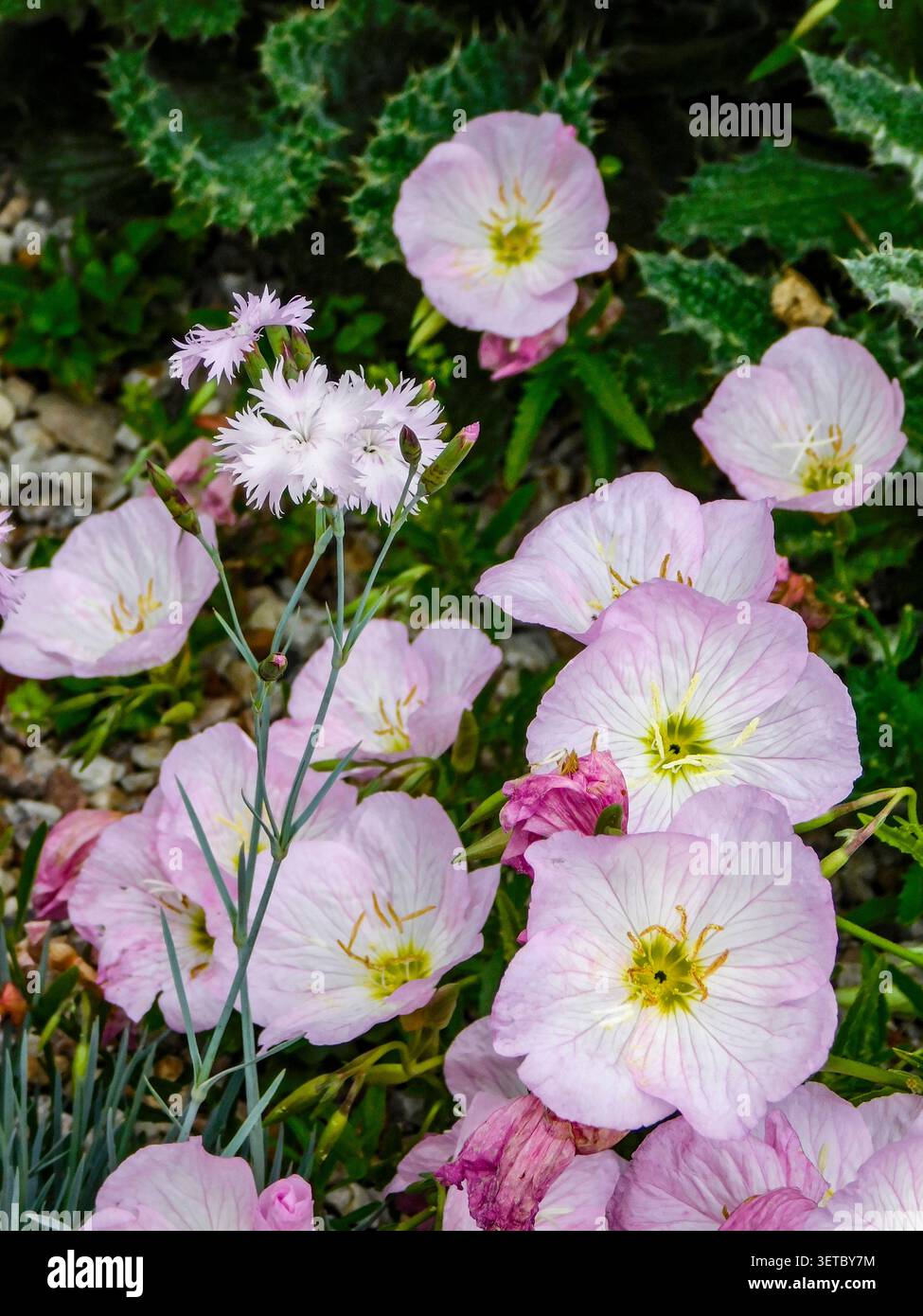 Natürliches Nahaufnahme blühendes Pflanzenporträt der zart entzückenden Oenothera Speciosa „Siskiyou“, Blumen. Seelenvoll, faszinierend, absorbierend, abstrakt Stockfoto