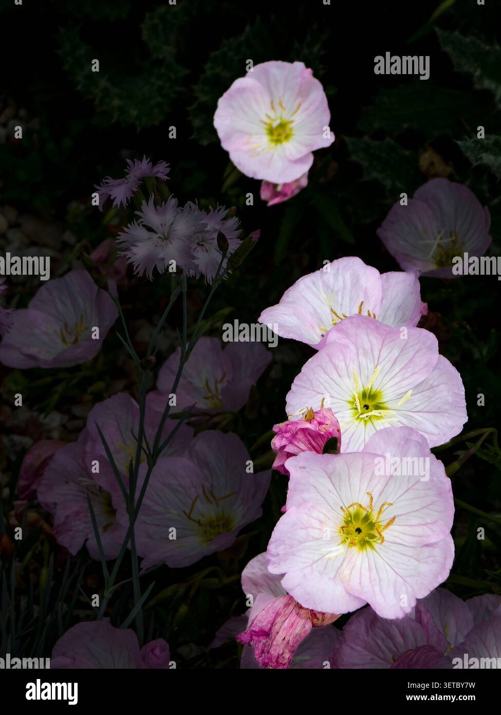 Natürliches Nahaufnahme blühendes Pflanzenporträt der zart entzückenden Oenothera Speciosa „Siskiyou“, Blumen. Seelenvoll, faszinierend, absorbierend, abstrakt Stockfoto