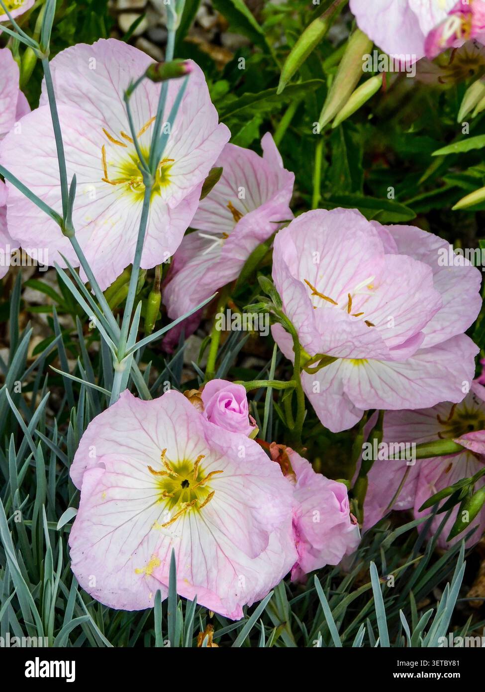 Natürliches Nahaufnahme blühendes Pflanzenporträt der zart entzückenden Oenothera Speciosa „Siskiyou“, Blumen. Seelenvoll, faszinierend, absorbierend, abstrakt Stockfoto