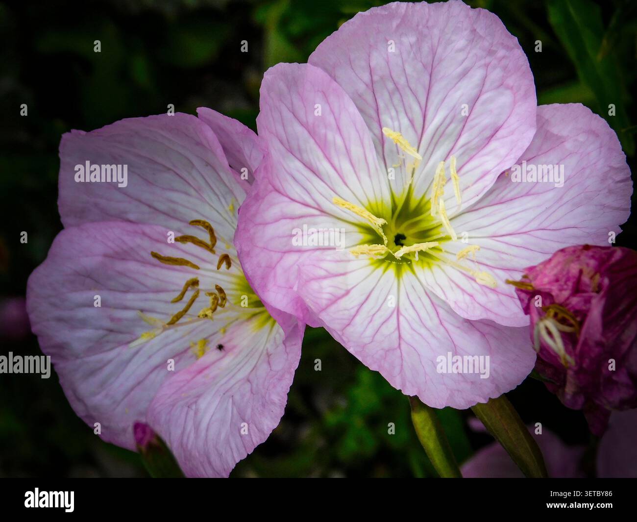 Natürliches Nahaufnahme blühendes Pflanzenporträt der zart entzückenden Oenothera Speciosa „Siskiyou“, Blumen. Seelenvoll, faszinierend, absorbierend, abstrakt Stockfoto