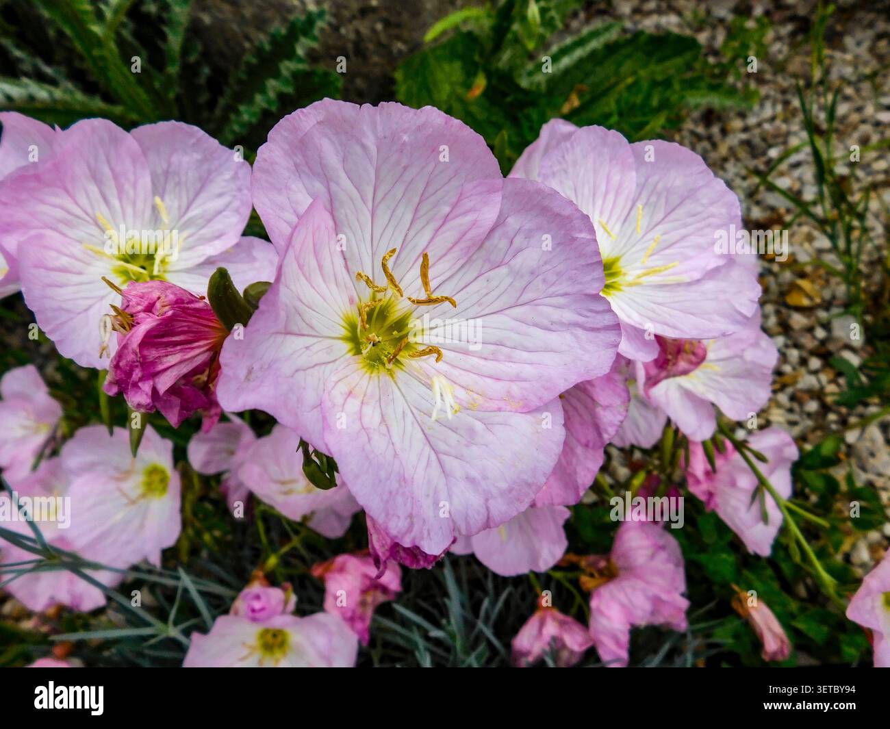 Natürliches Nahaufnahme blühendes Pflanzenporträt der zart entzückenden Oenothera Speciosa „Siskiyou“, Blumen. Seelenvoll, faszinierend, absorbierend, abstrakt Stockfoto
