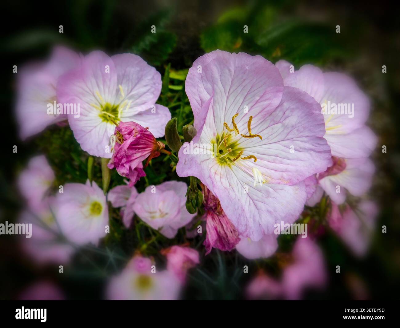 Natürliches Nahaufnahme blühendes Pflanzenporträt der zart entzückenden Oenothera Speciosa „Siskiyou“, Blumen. Seelenvoll, faszinierend, absorbierend, abstrakt Stockfoto