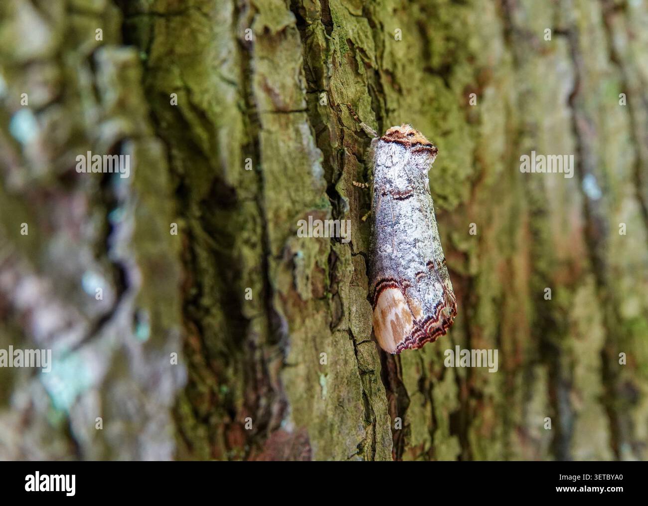 Eine Buff Tip Motte, perfekt getarnt auf Flechtenbedeckten Baumrinde, zeigt ihre melierte Grau- und Buff-Färbung in Waldhabitat Stockfoto