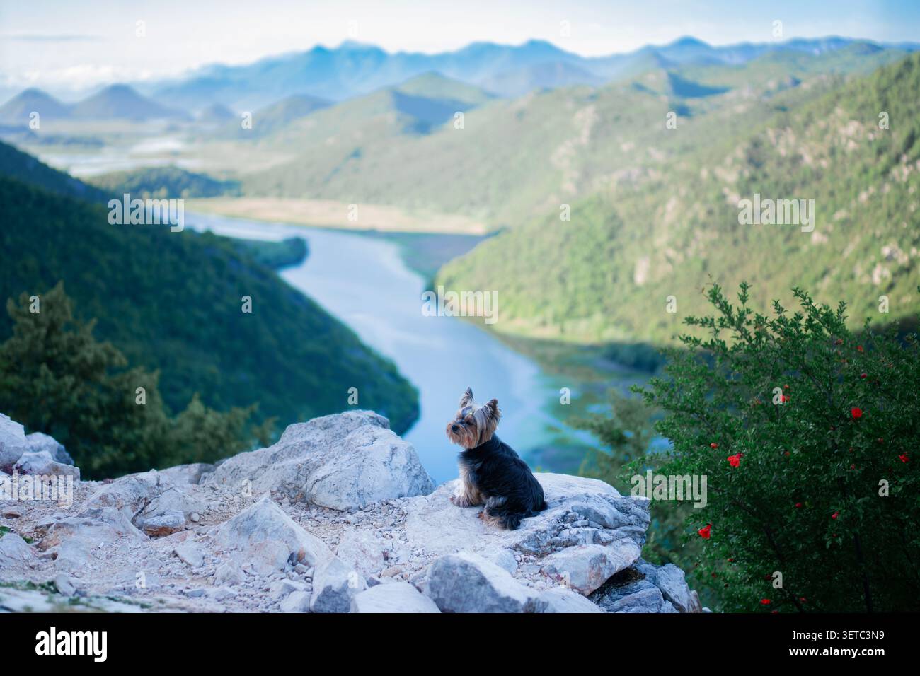 Yorkshire Terrier Hund am malerischen Bergüberblick mit ausgedehntem Flusstal und zerklüfteten Gipfeln Stockfoto