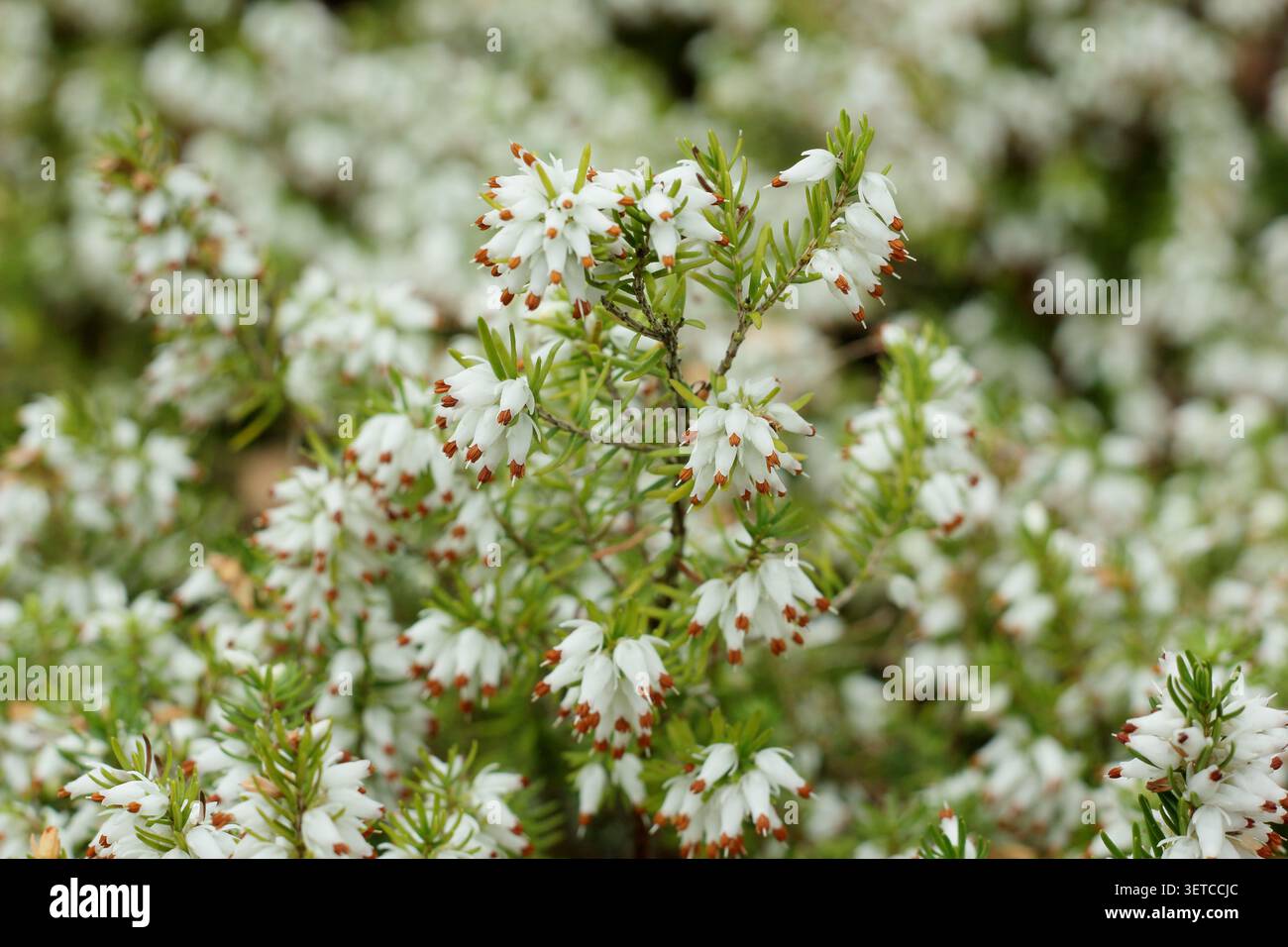 Weiße Blüten von Erica carnea f. alba 'Whitehall' Winterheide Ende Februar/ Stockfoto