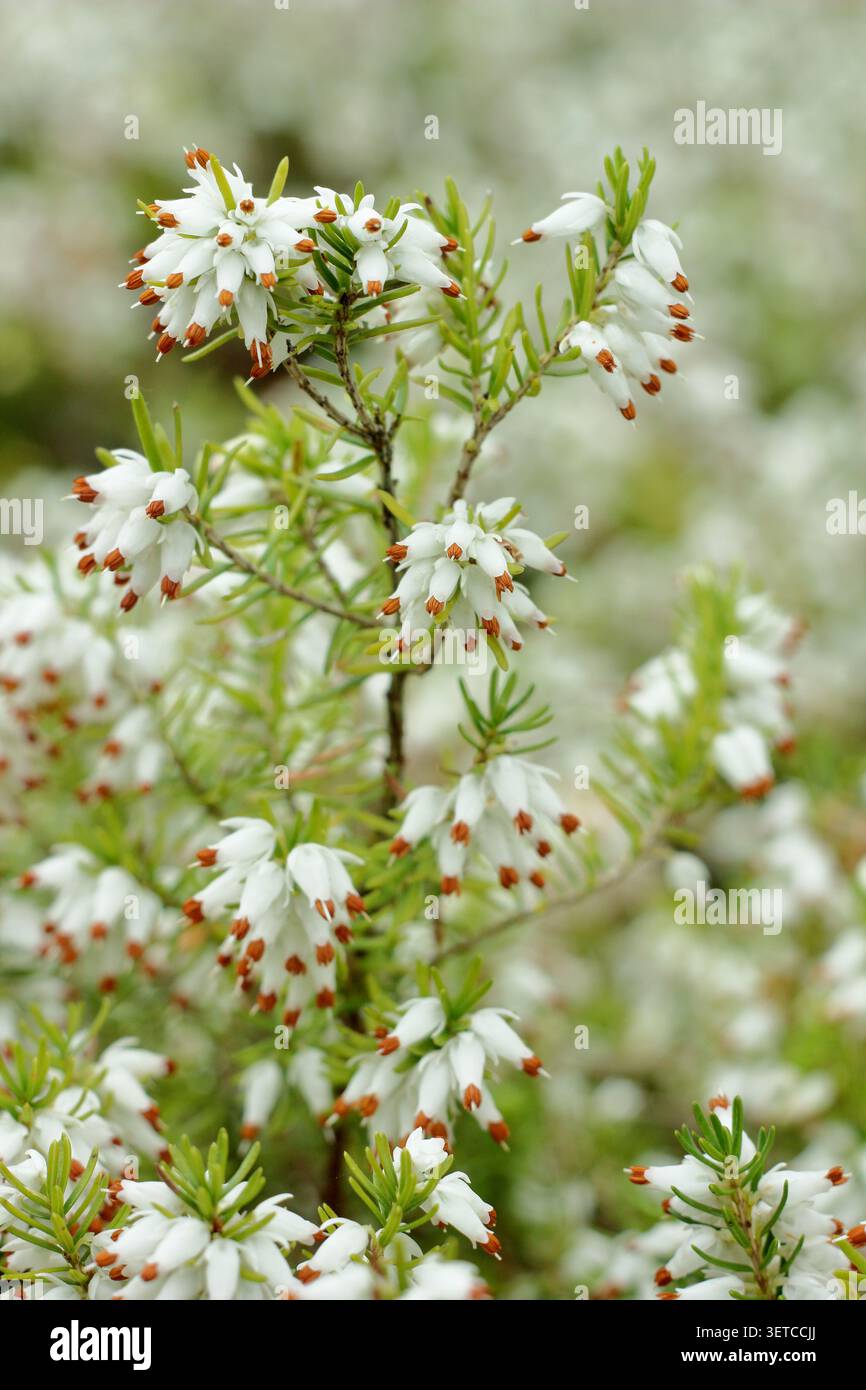 Weiße Blüten von Erica carnea f. alba 'Whitehall' Winterheide Ende Februar/ Stockfoto