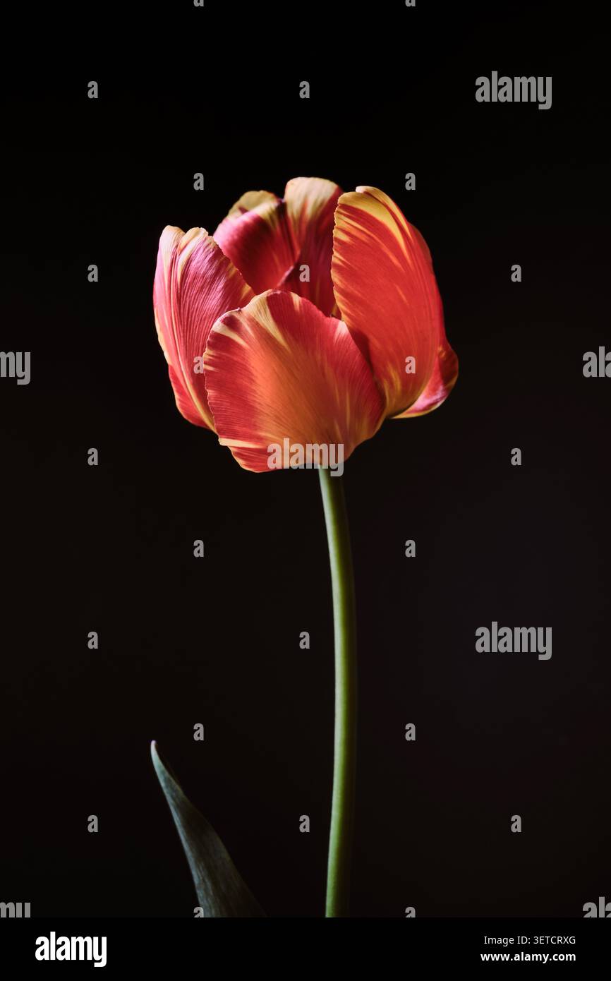Mehrfarbige Tulpenblüte mit leuchtend rot-gelb gemustertem Blütenblatt Stockfoto