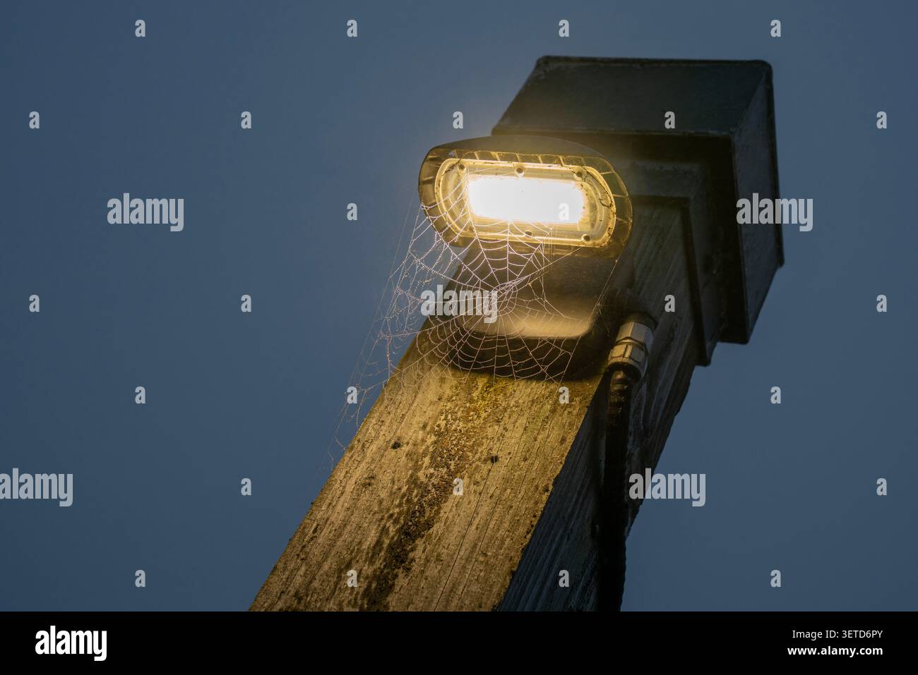 Spinnennetz Nebel und Tautropfen. Stockfoto